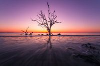 Driftwood Beach - USA