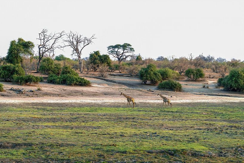 La girafe sur les prairies du parc national de Chobe par Merijn Loch