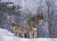 Des loups dans la neige