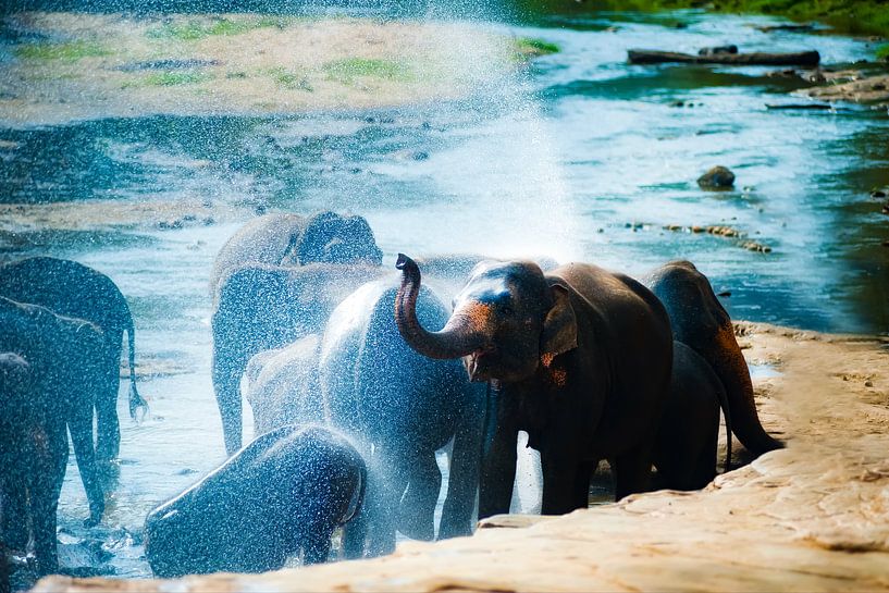 Doucher les éléphants par Truckpowerr