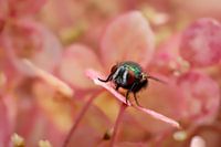 Lucilia aime le rose