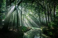 Sunbeams in the forest
