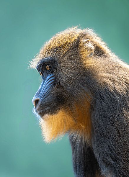 Mandrill - Impressive Wildlife Portrait by Triki Photography