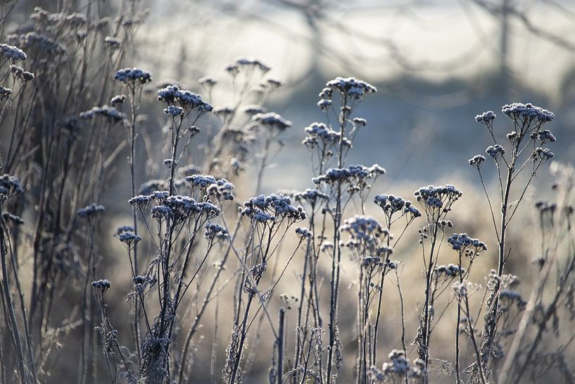 Frostbedeckte Wildblumen, blaue Farbtöne von Imladris Images