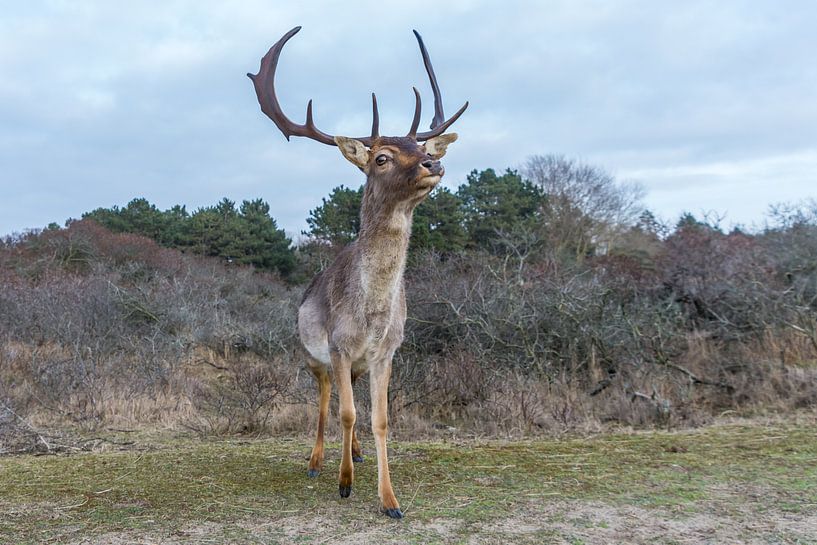 Damhert par Carla Eekels