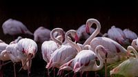 Flamingos in harmony