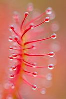 Close up van een blad van de Zonnedauw