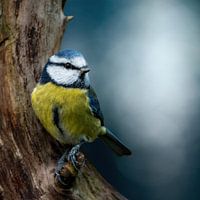 Blue tit on branch on a dark bokeh background