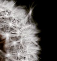 Löwenzahn Schwarz-Weiß-Fotografie