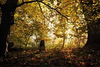 Sunrise in the Kralingse Bos