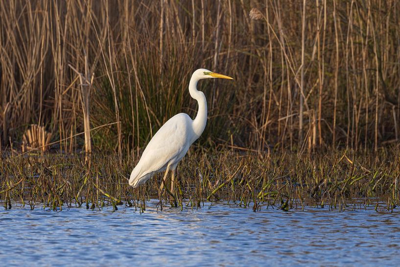 Héron au bord de l'eau (Groningen) Pays-Bas par Marcel Kerdijk