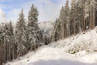 Winter walk in the snow