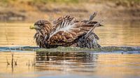 Les yeux dans les yeux avec un pygargue à tête blanche en train de se baigner