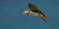 Puffin