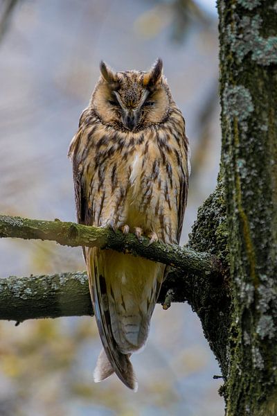 Dreamer by Andrea de Vries