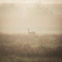 Ree in nebliger Landschaft