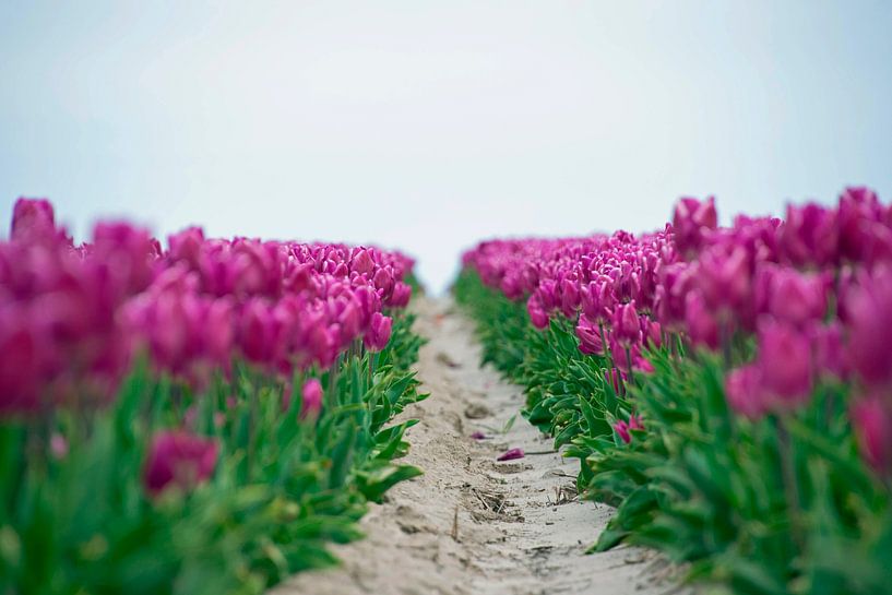 Rêver avec les tulipes par Jaap van Straten