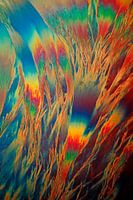 Testosteron propinate