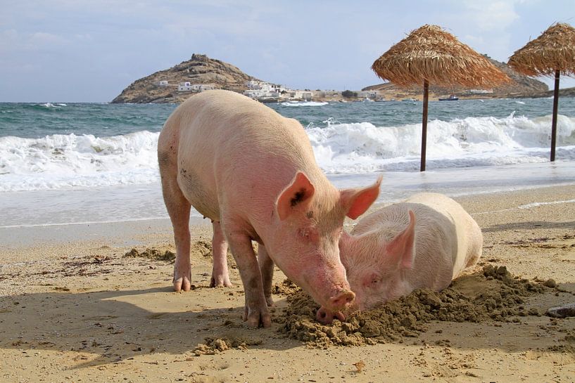 Entspannte Schweine am Strand von Lensw0rld