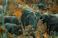 Op pad met de familie