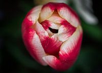 tulip
