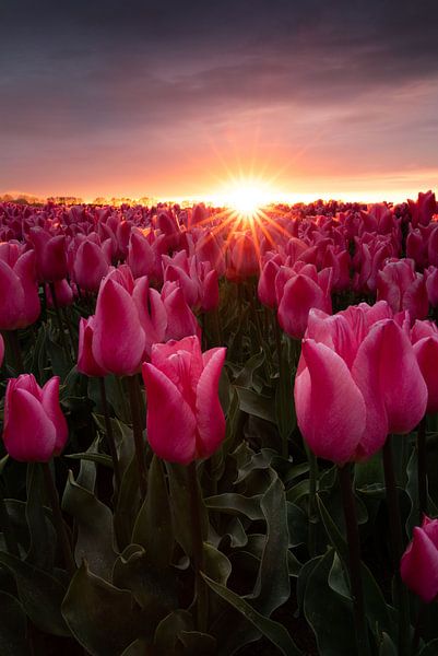 Threatening sky over tulips during sunset by KB Design & Photography (Karen Brouwer)