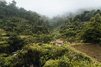 The green lush Vietnamese interior