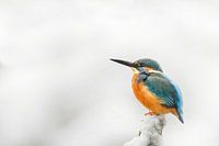 Ijsvogel in een winterlandschap