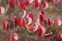 feuilles rouges de cornouiller sanguin, graphique