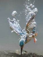 Martin-pêcheur de pêche