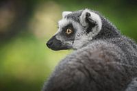 Ring tailed lemur portrait