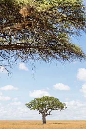 Leopard faulenzt in der Serengeti von Jeroen Middelbeek