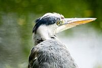 Blauwe reiger