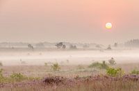 Heide in Natuurpark Hohes Venn-Eifel