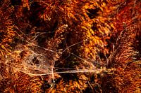 Silk Web In Glowing Amber Light No.1