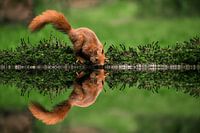 rotes Eichhörnchen, das auf einem Moosbett trinkt.