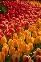 Arc-en-ciel de tulipes à Keukenhof
