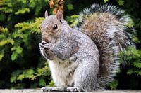Eastern grey squirrel