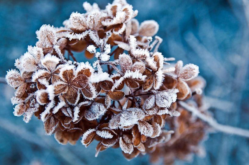 Winter hydrangea with ice crystals by Silva Wischeropp