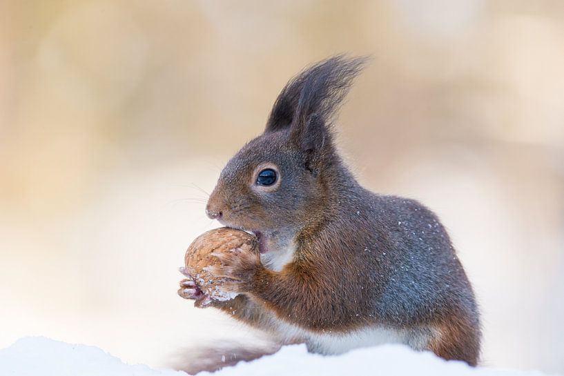 Eichhörnchen mit Walnuss im Schnee von Cindy Van den Broecke