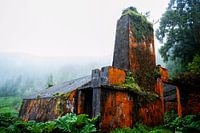 Die Natur übernimmt