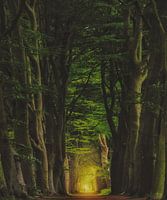 Schöne hohe Bäume oranjewoud