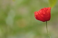 Klaproos in het groen