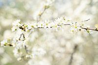 Zweig mit weißer Blüte