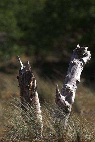 Dünenholz &amp;Ampel; Strandhafer von Marvin Van Haasen