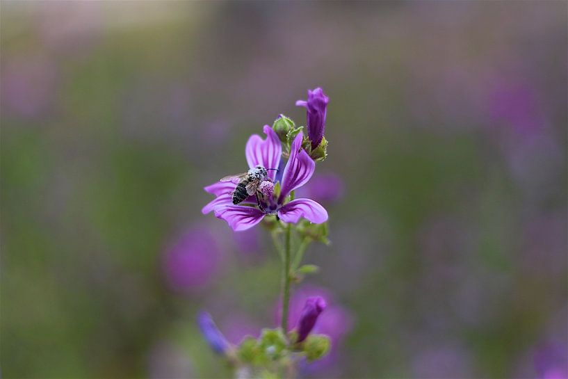 Nahaufnahme einer Biene auf einer lila Blüte - Pollen von Sabine DG