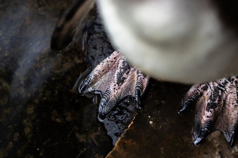 Die Kraft einer Pfote von Nicole Schmidt