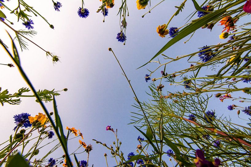 Blumenwiese von Johnny Flash