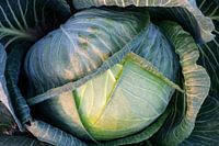 gros plan sur le chou frisé