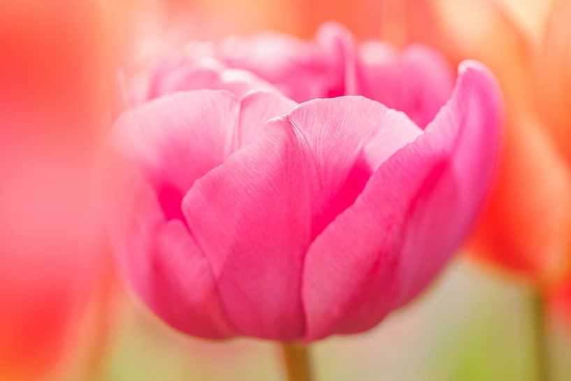 Tulpe 2024-05 von Joram Janssen